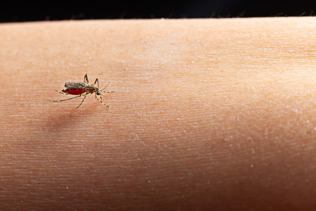 Mosquito
